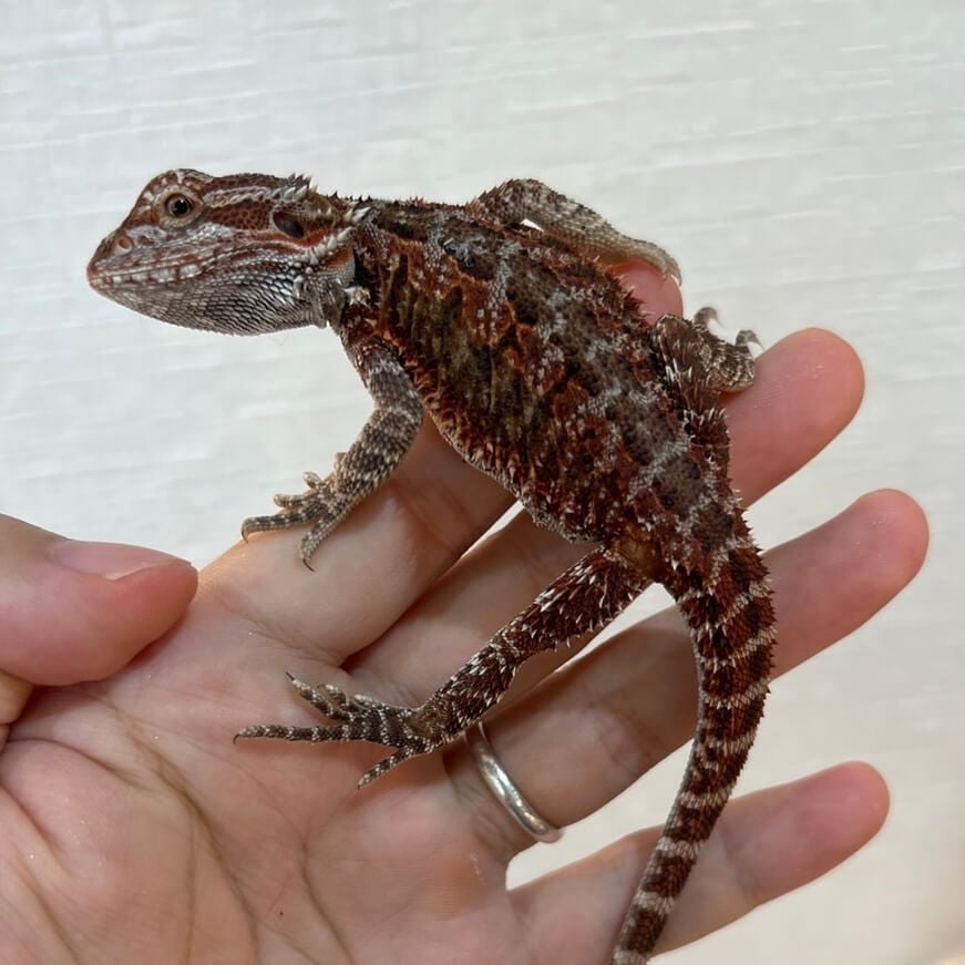 フトアゴヒゲトカゲ ダークレッド