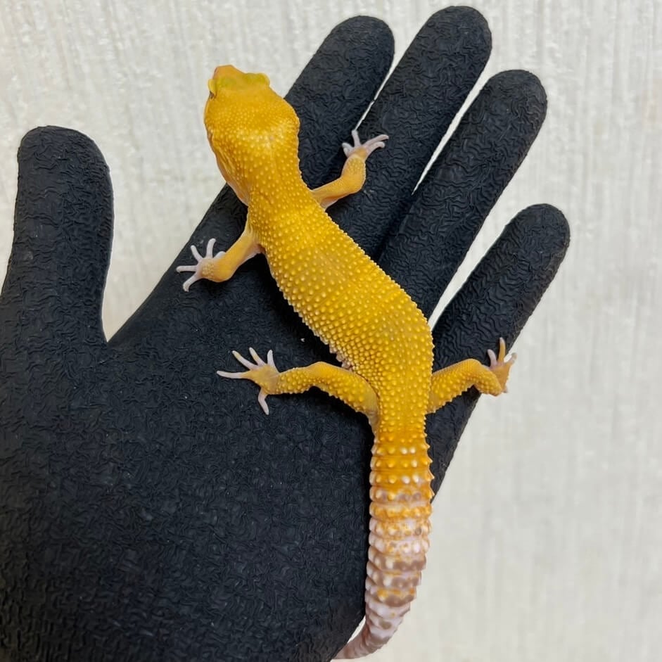 ヒョウモントカゲモドキ トレンパーアルビノ