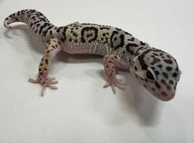 ヒョウモントカゲモドキ マックスノー