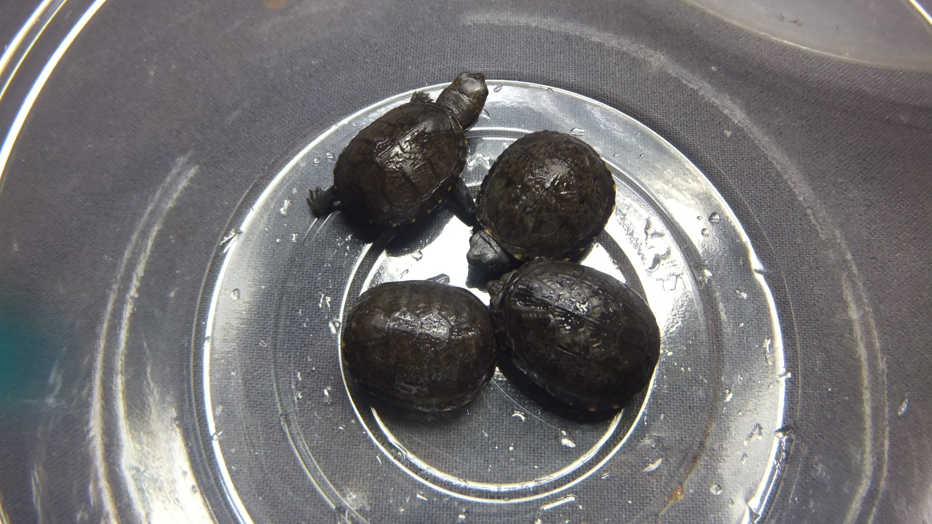 トウブドロガメ 