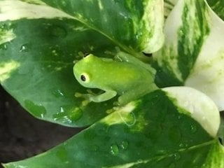 アマガエル 