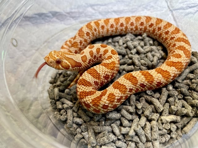 セイブシシバナヘビ レッドアルビノ