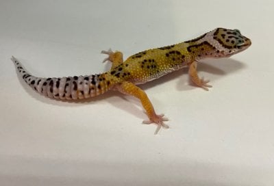 ヒョウモントカゲモドキ ジャングル