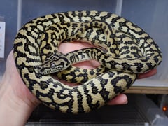カーペットパイソン ゼブラジャガー
