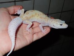 ヒョウモントカゲモドキ ドリームシクル