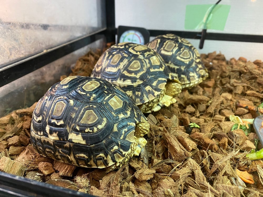 ヒョウモンリクガメ 