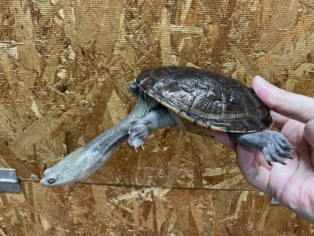 ジーベンロックナガクビガメ 
