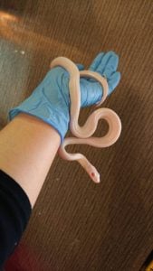 テキサスラットスネーク リューシスティック ピンクアイ