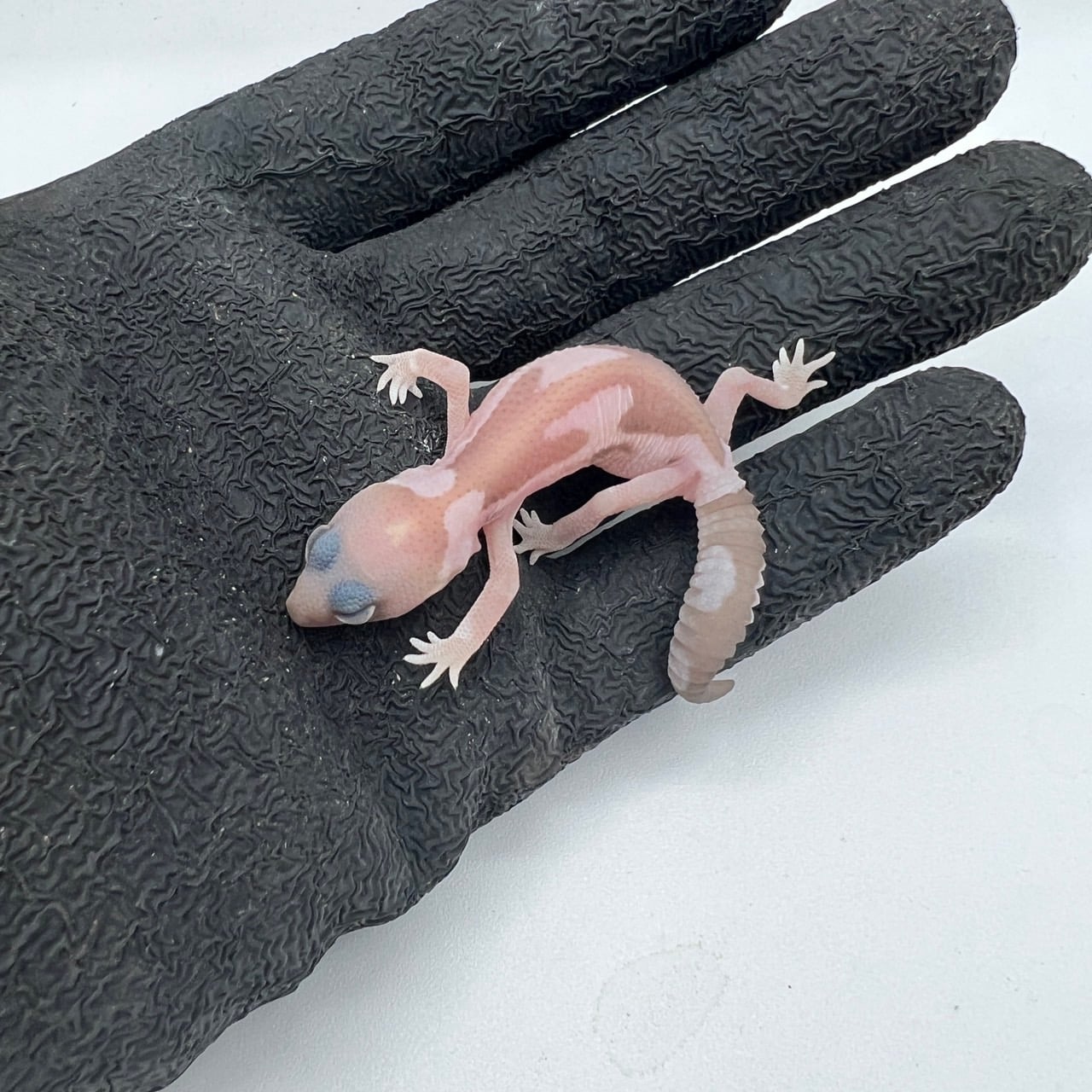 ニシアフリカトカゲモドキ スノーズールー