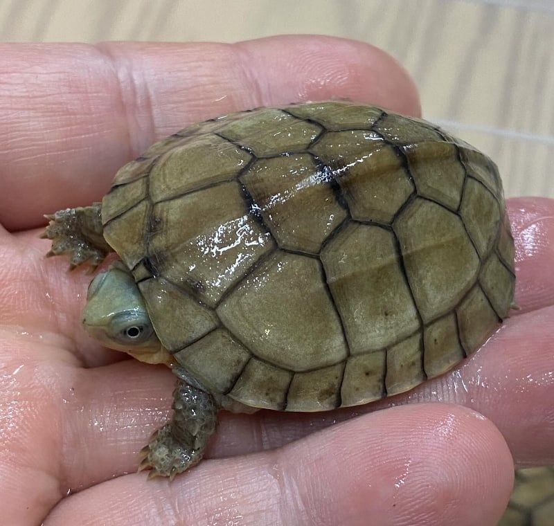 ミナミイシガメ 