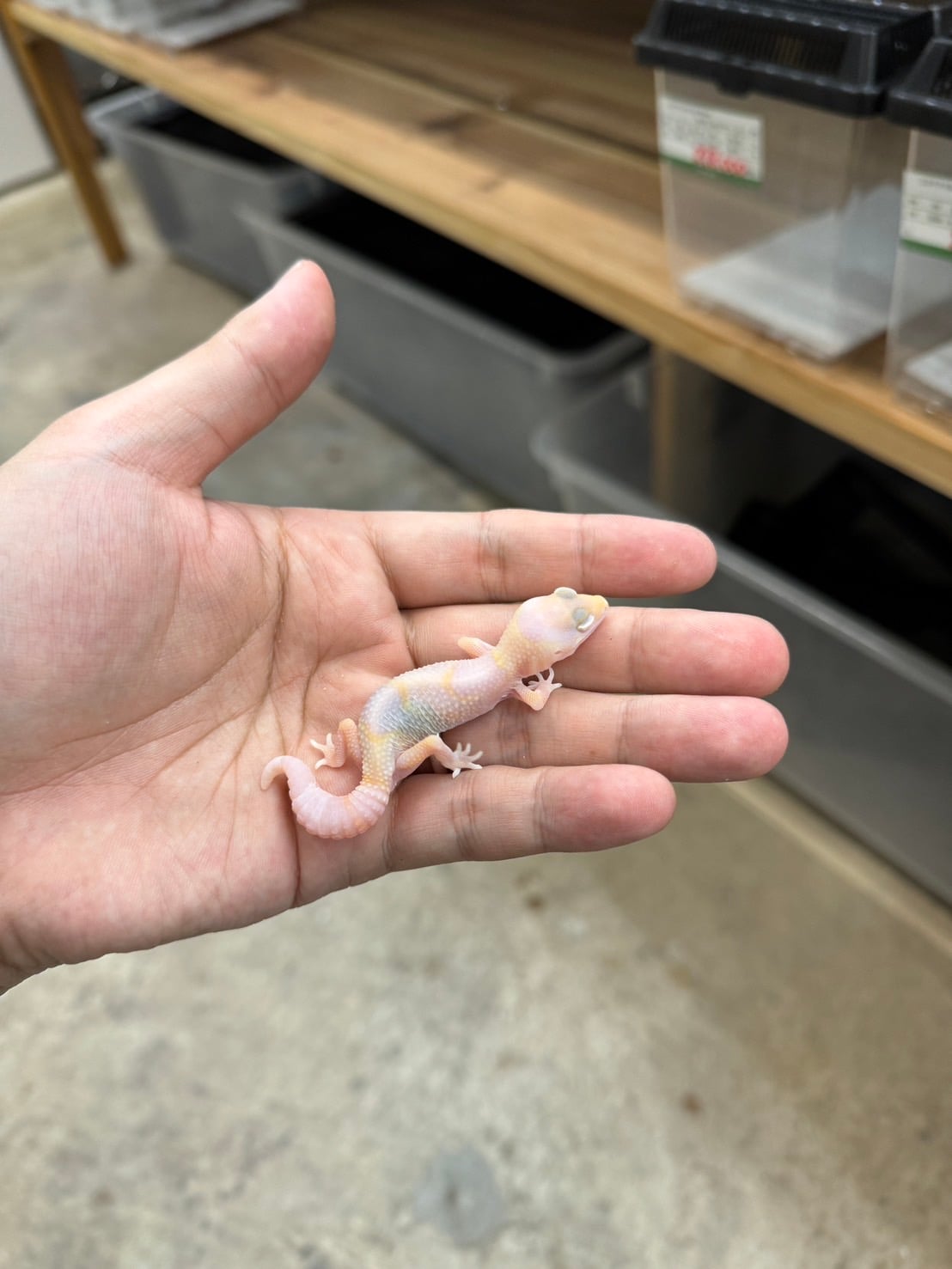 ニシアフリカトカゲモドキ ラキビノ