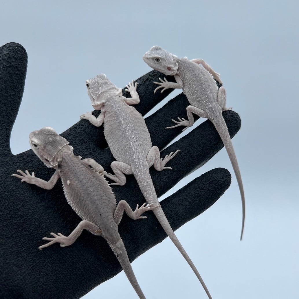 フトアゴヒゲトカゲ ハイポゼロ