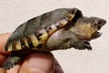 サルヴィンオオニオイガメ 