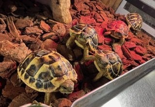 ヘルマンリクガメ 