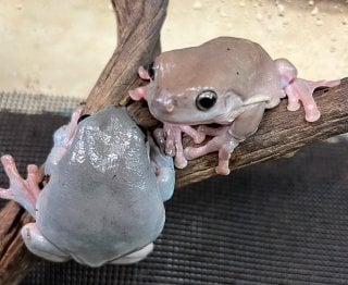 アマガエル 