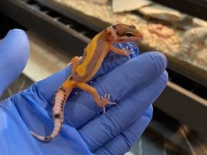 ヒョウモントカゲモドキ レッドストライプ