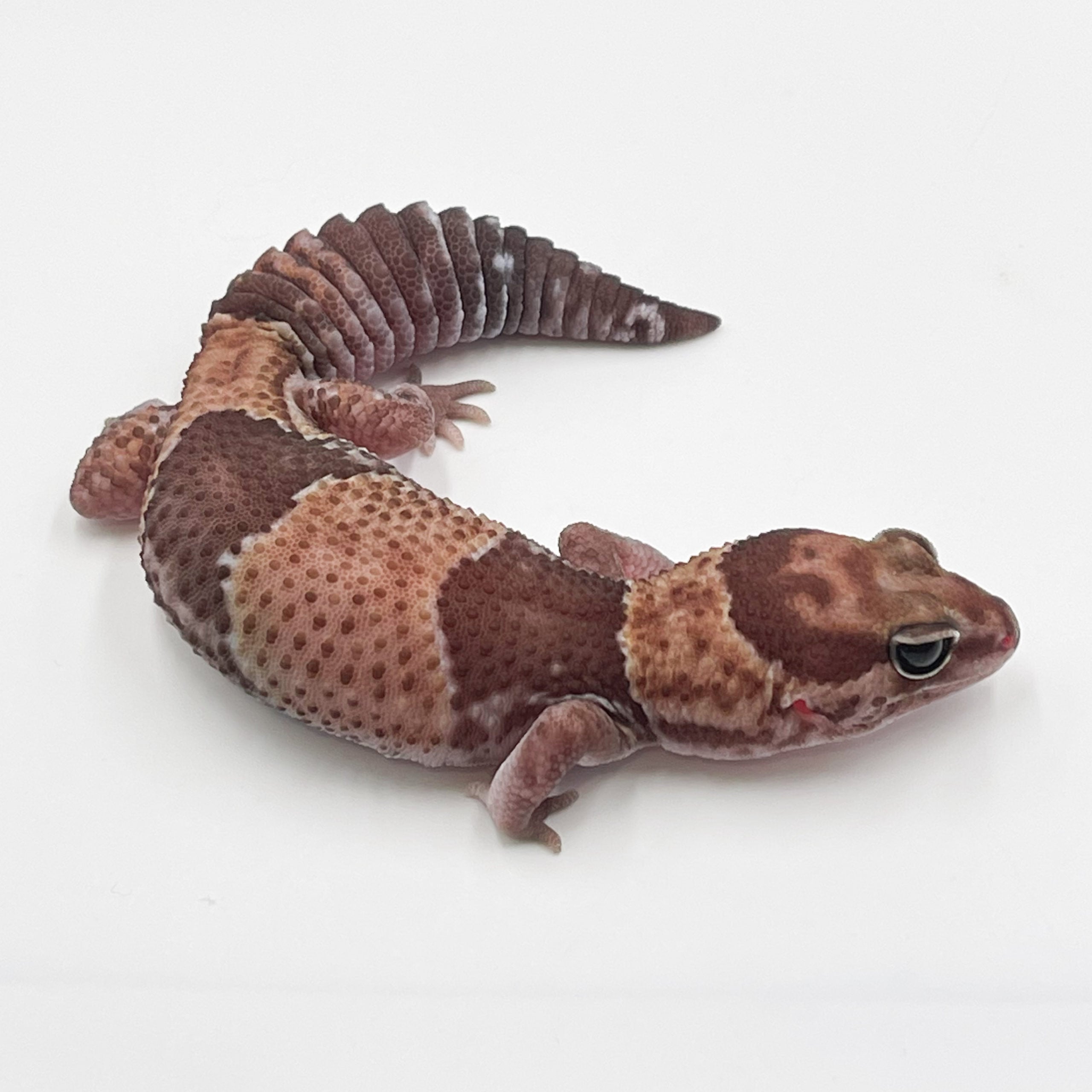 ニシアフリカトカゲモドキ ワイルド
