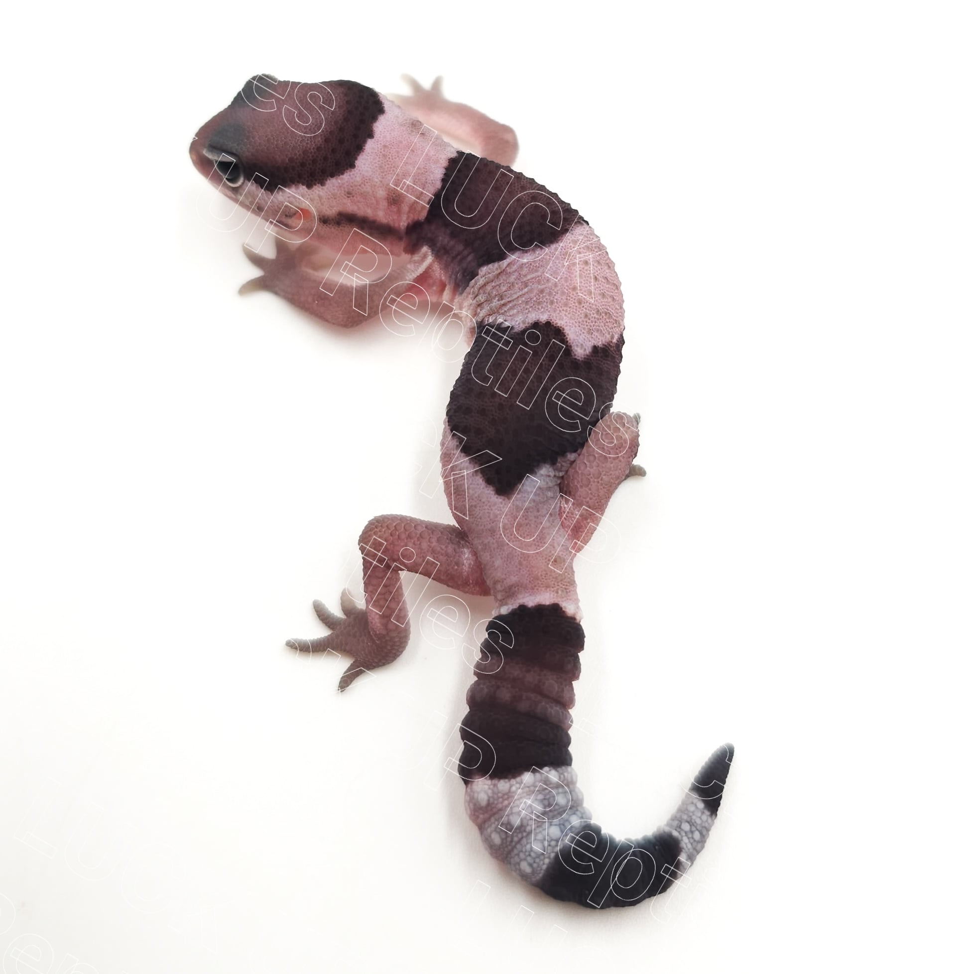ニシアフリカトカゲモドキ オレオ