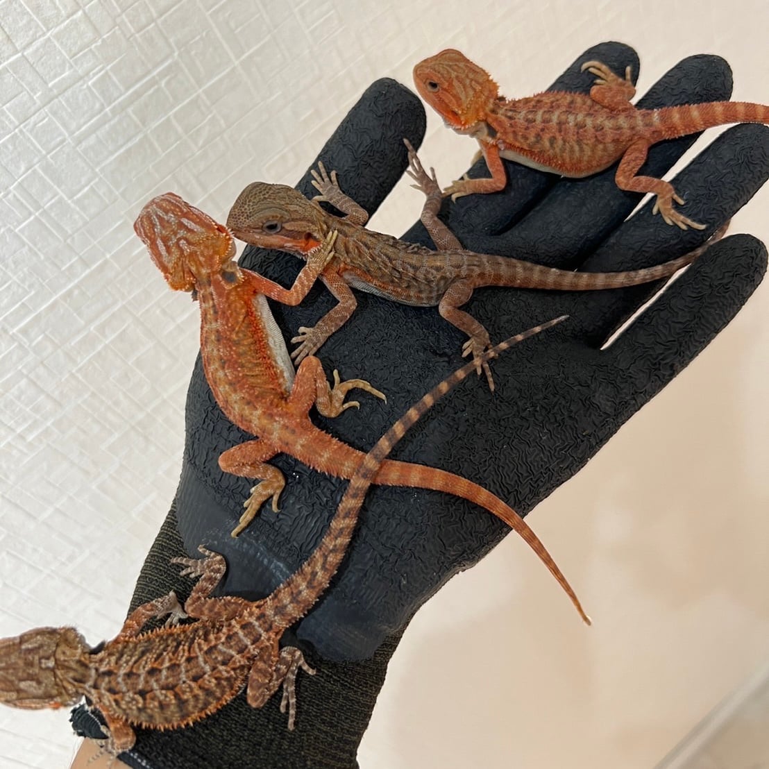 フトアゴヒゲトカゲ ダークレッドクロス