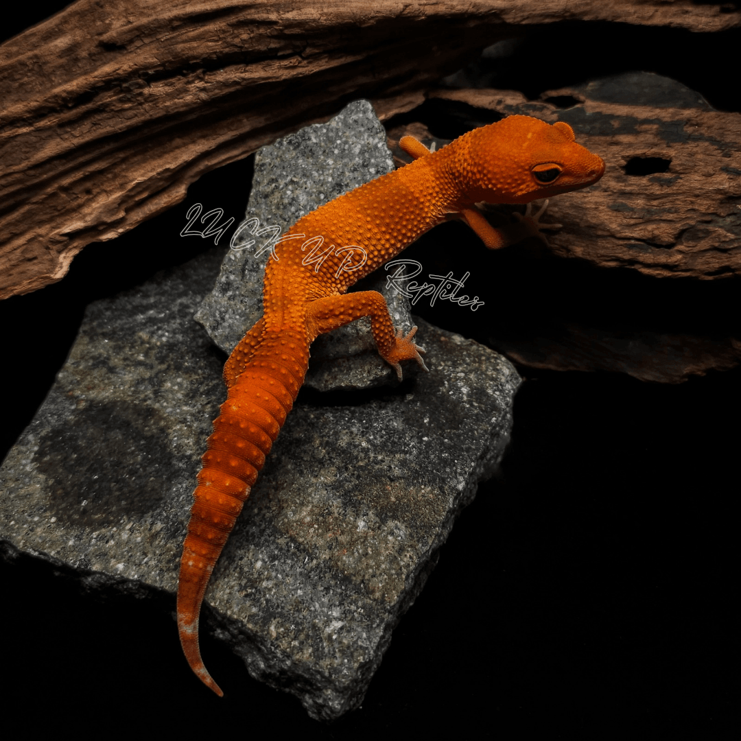 ヒョウモントカゲモドキ マンダリン