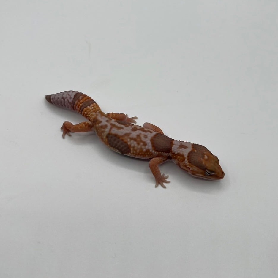 ニシアフリカトカゲモドキ ホワイトアウトキャラメルhetアメルズールー