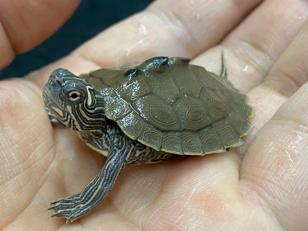 フトマユチズガメ 