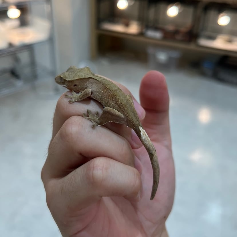 ノーマル