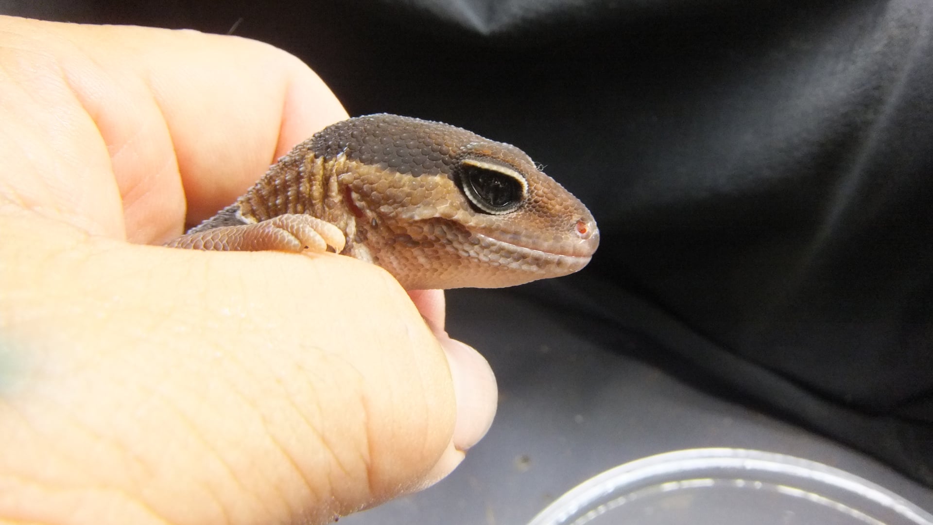 ニシアフリカトカゲモドキ 