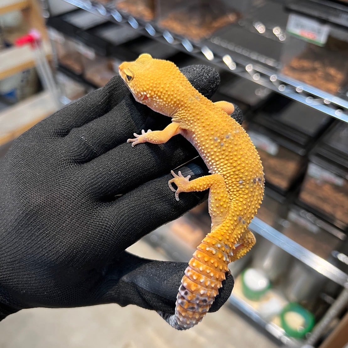 ヒョウモントカゲモドキ タンジェリン