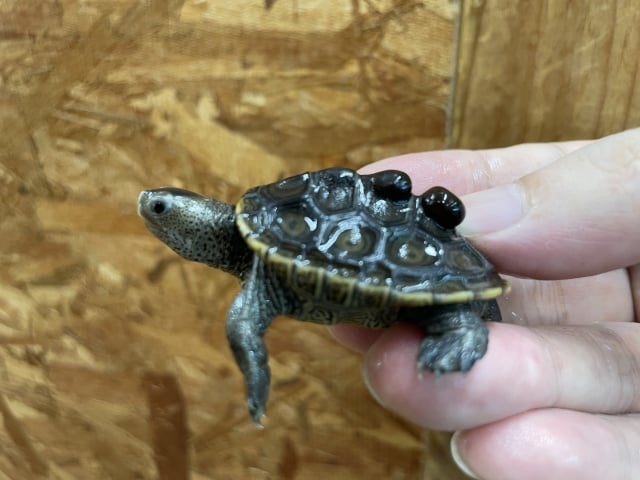 トゥルカナハコヨコクビガメ 
