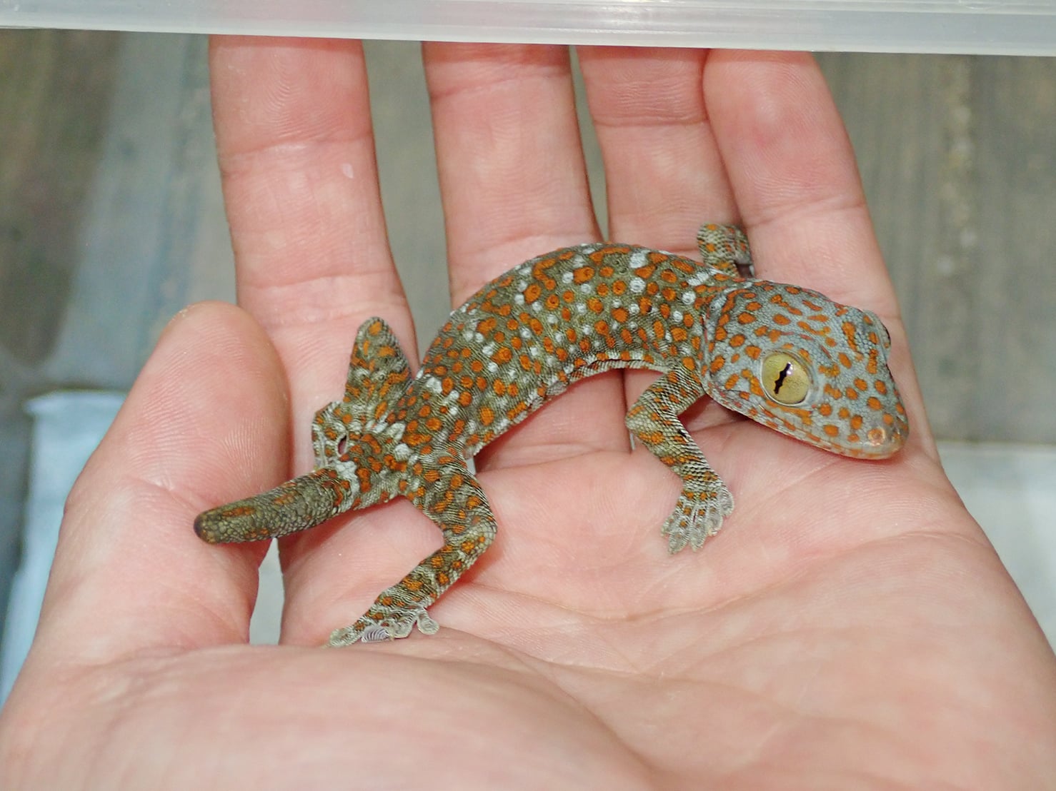 トッケイヤモリ ラベンダー×エクリプス