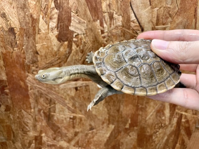チモールナガクビガメ 