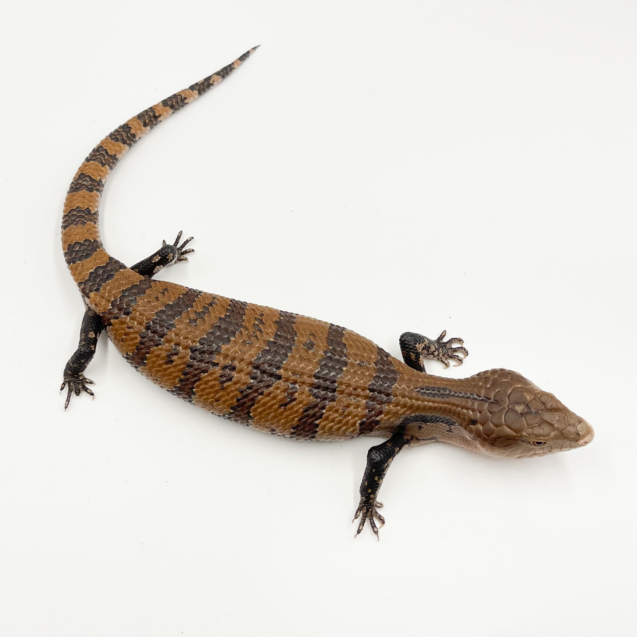 アオジタトカゲ 