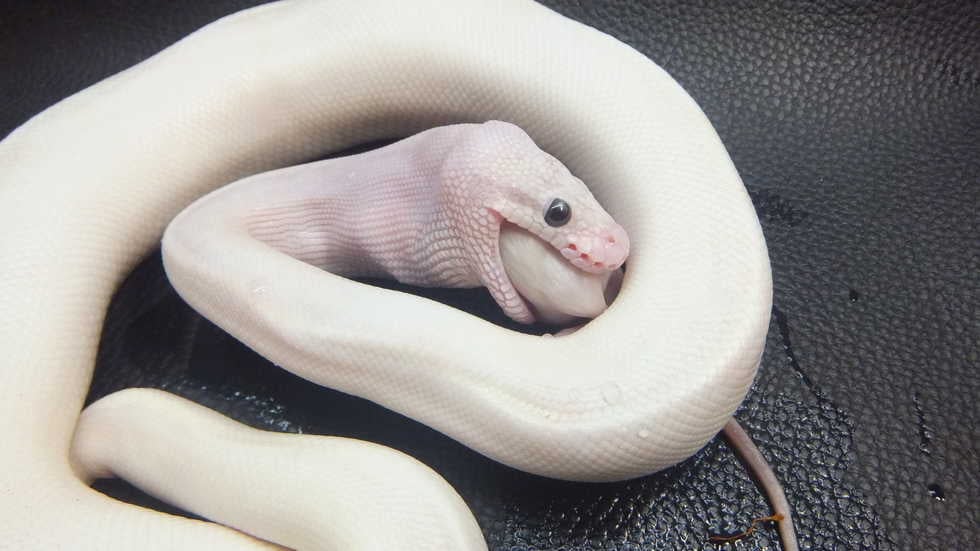ボールパイソン パステルダイヤモンドハイウェイ
