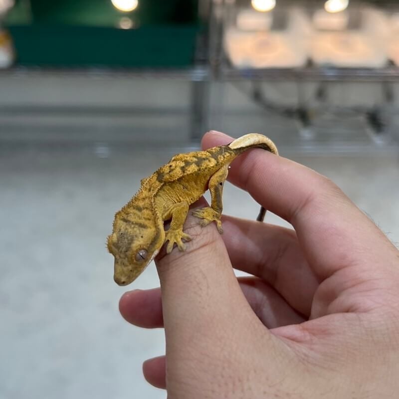 クレステッドゲッコー ブラウンタイガー