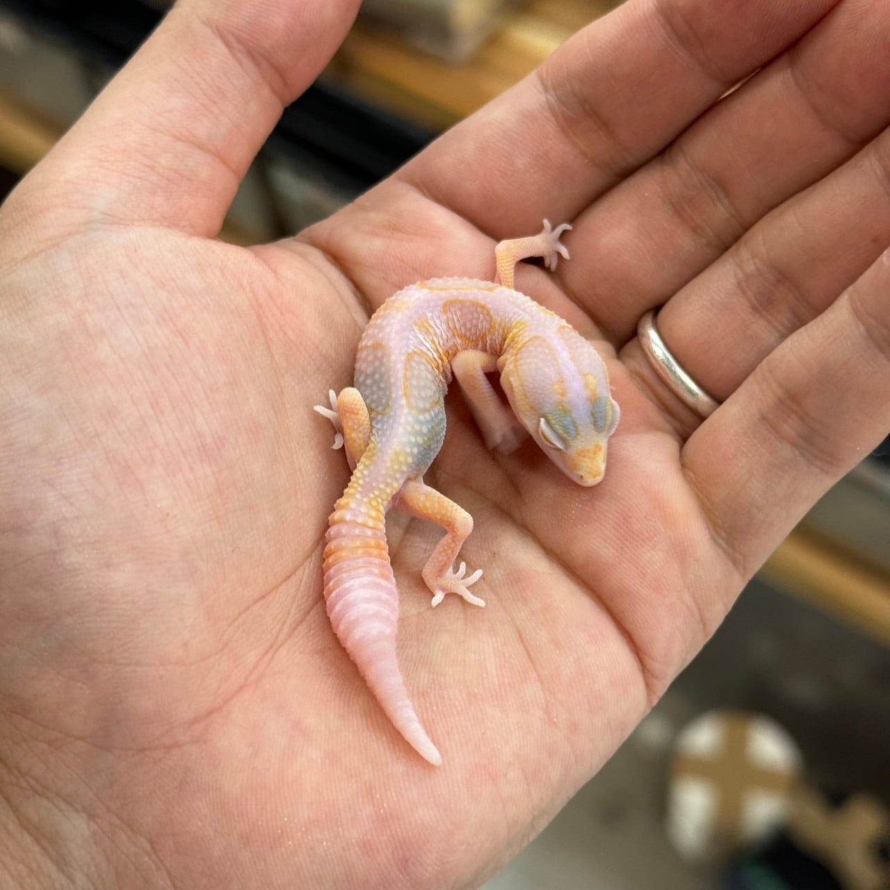 ニシアフリカトカゲモドキ ホワイトアウトラキビノ
