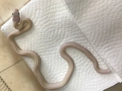 テキサスラットスネーク リューシスティック