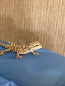 ローソンアゴヒゲトカゲ 