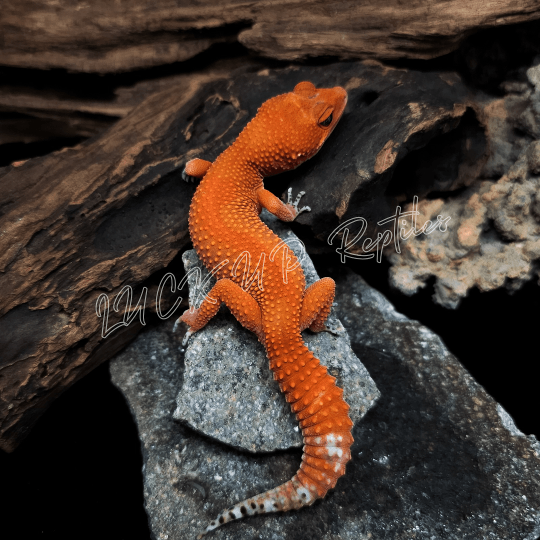 ヒョウモントカゲモドキ マンダリン