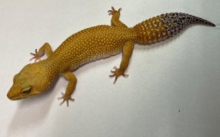 ヒョウモントカゲモドキ サングロー