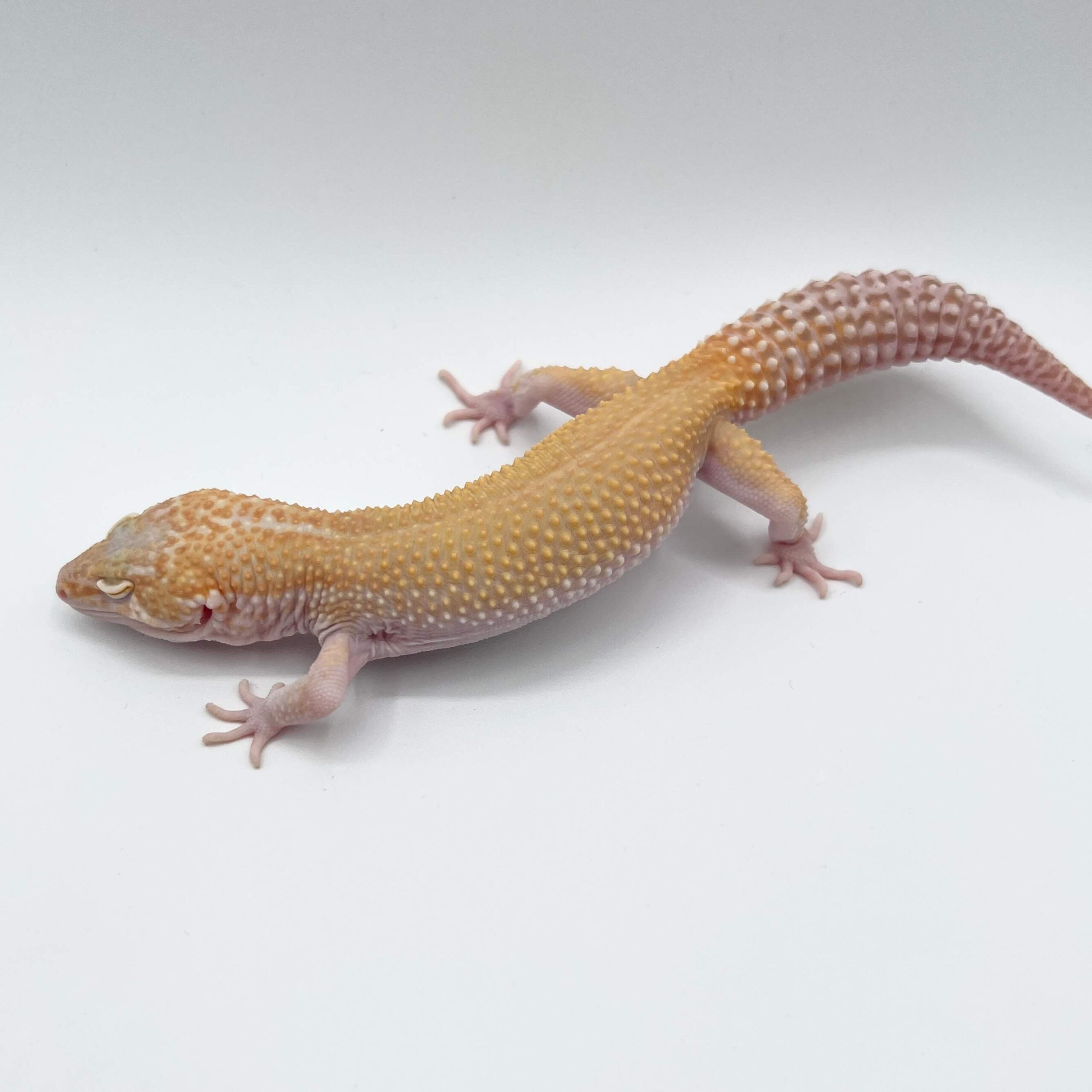 ヒョウモントカゲモドキ スノートレンパーアルビノ