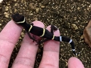 ハイナントカゲモドキ 