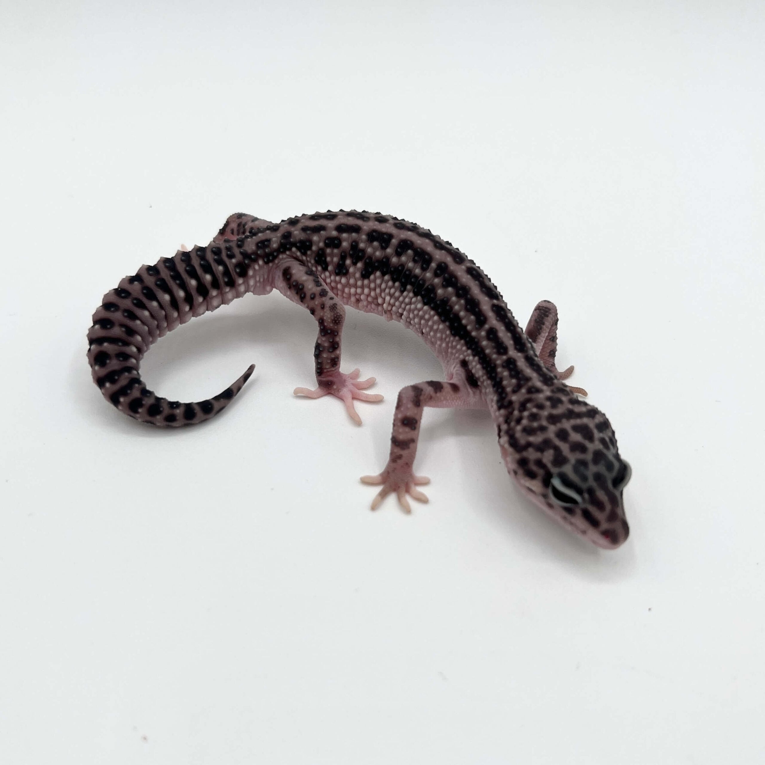 ヒョウモントカゲモドキ スーパースノー