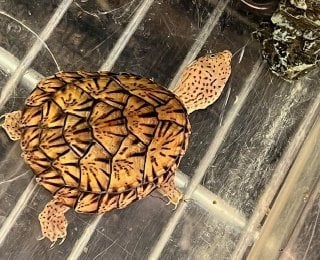 ヒメニオイガメ 