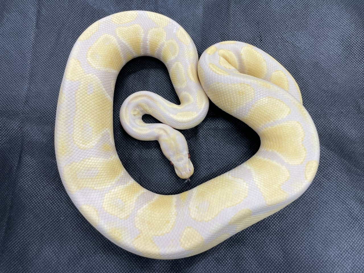 ボールパイソン トフィーノ