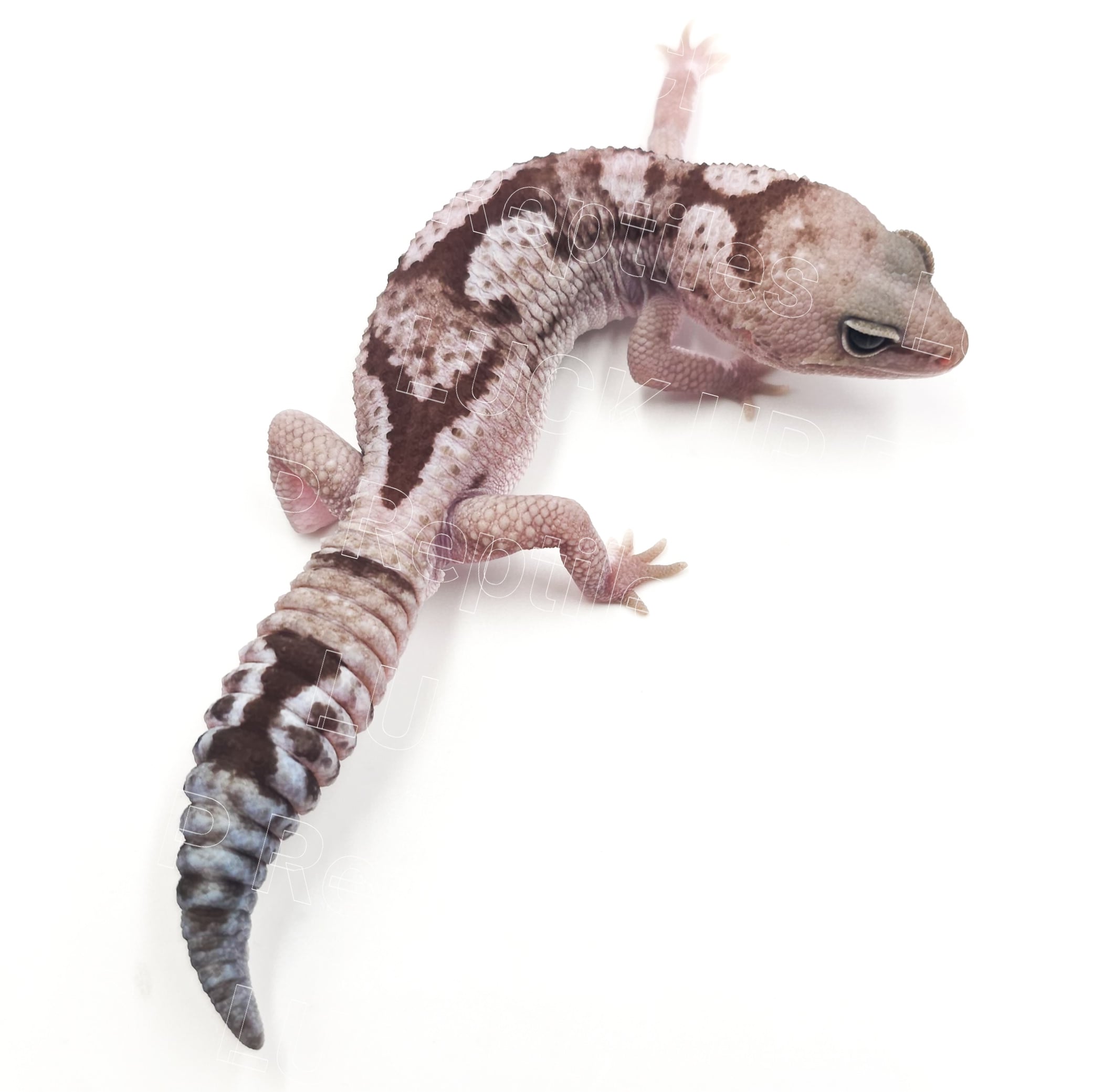 ニシアフリカトカゲモドキ オレオズールー
