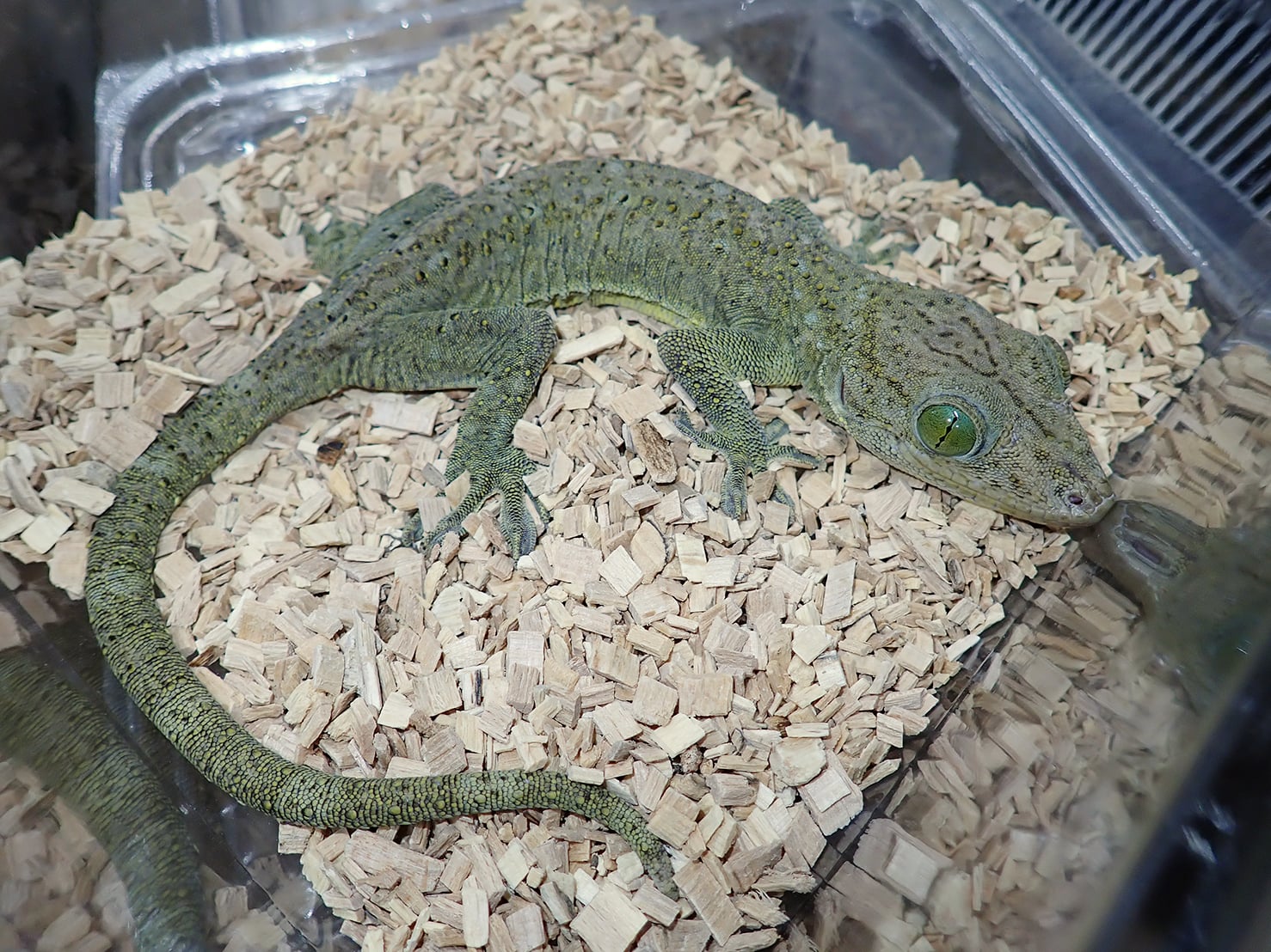 スミスヤモリ 