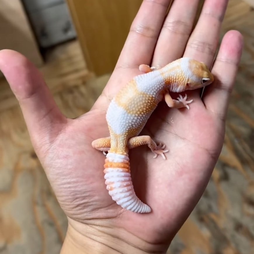 ニシアフリカトカゲモドキ ラキビノ