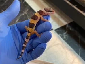 ヒョウモントカゲモドキ ハイイエロー