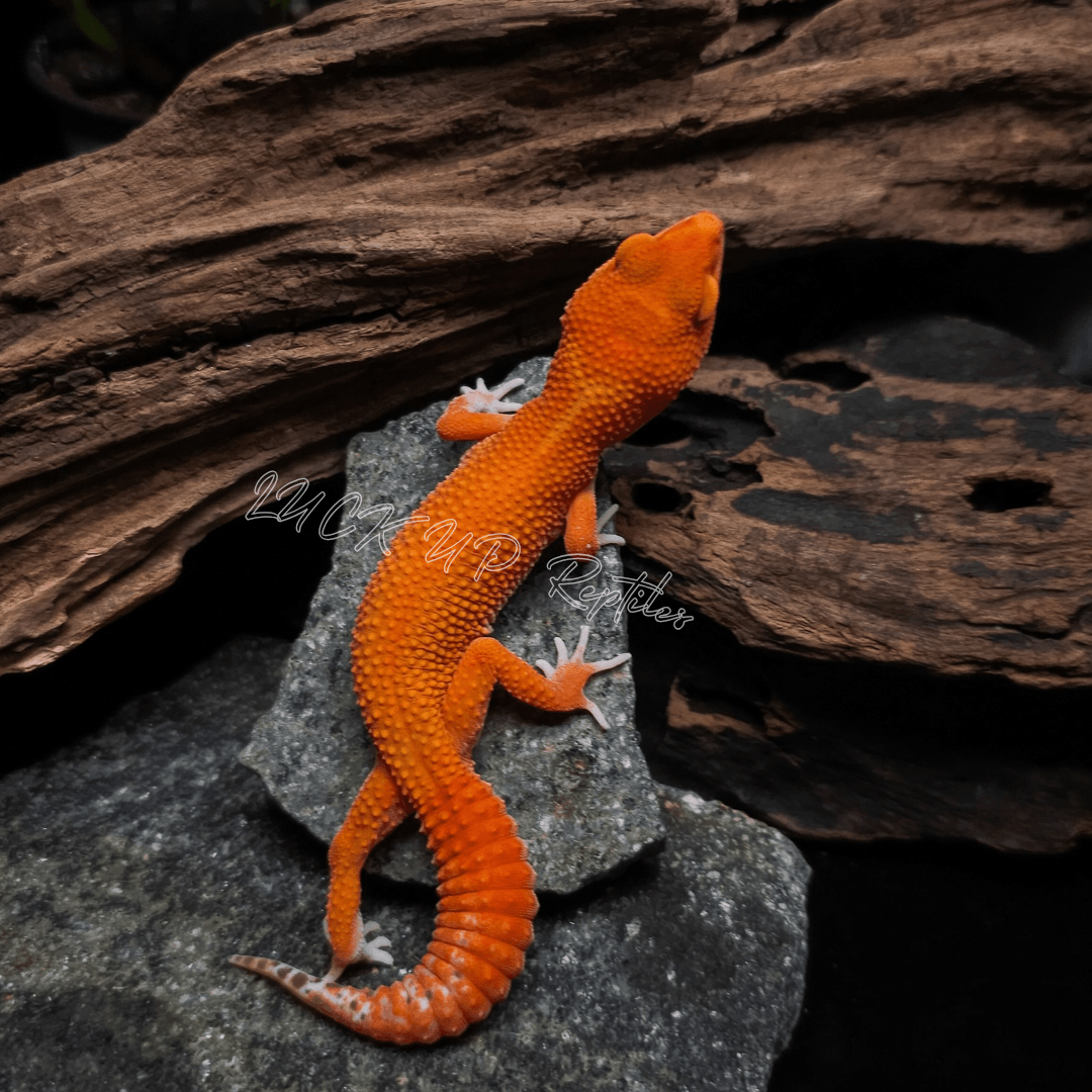ヒョウモントカゲモドキ スーパータンジェリンベル